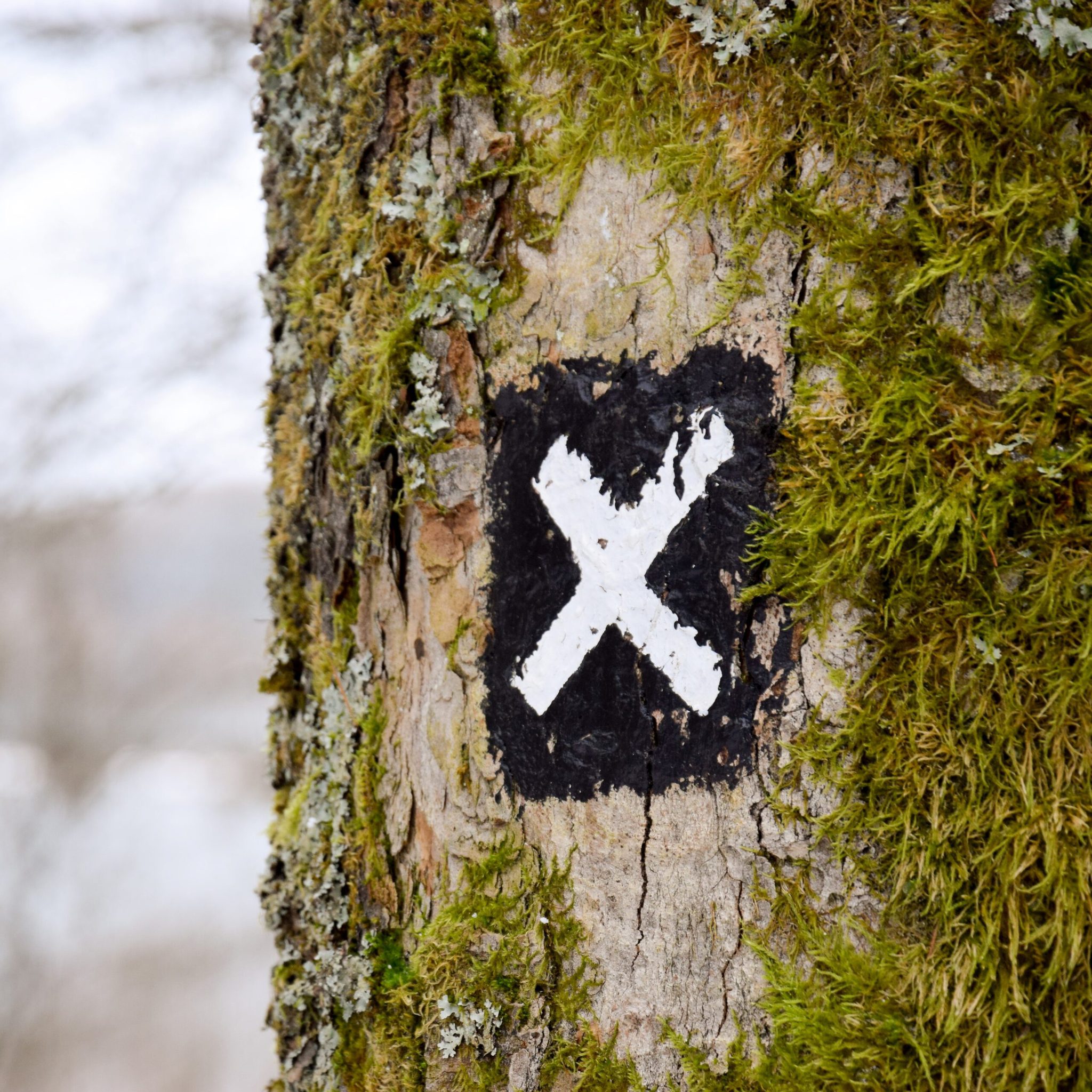 target sign on a tree